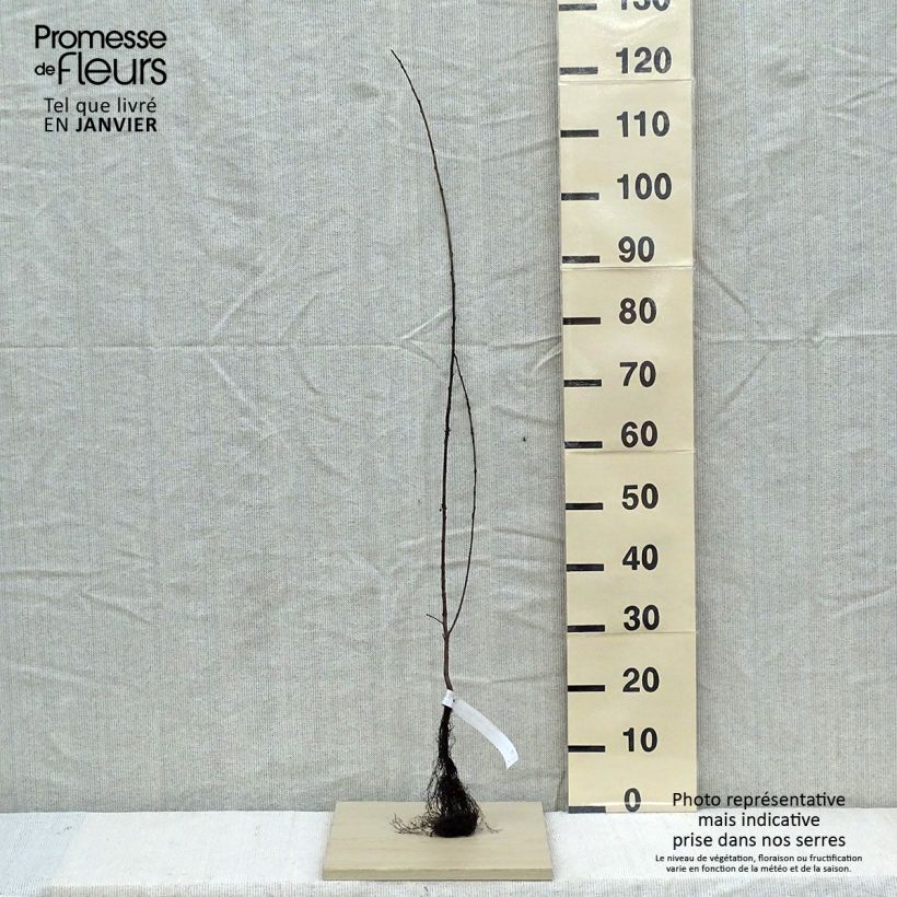 Rhamnus cathartica - European Buckthorn Bare root sample as delivered in winter