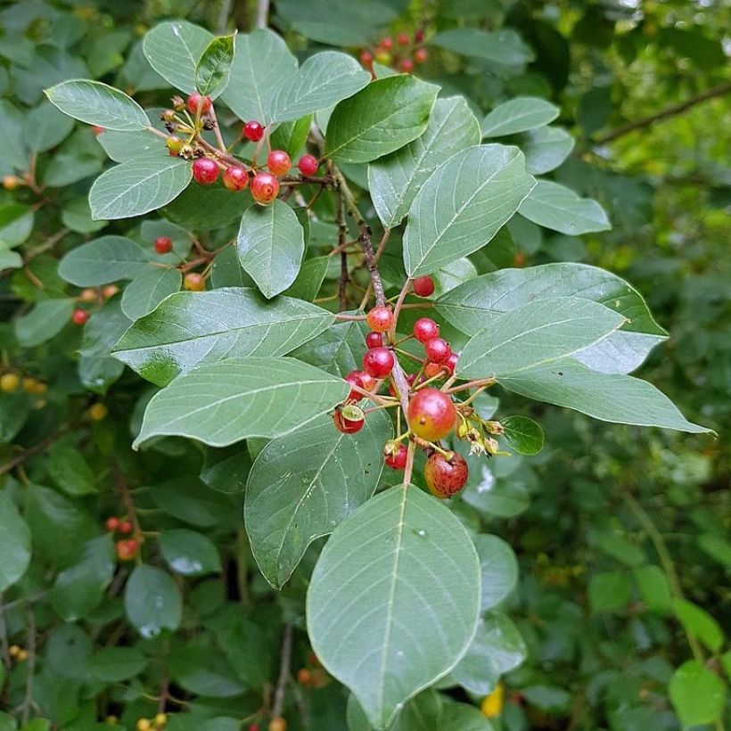 Rhamnus (Frangula) frangula (alnus)  (Foliage)