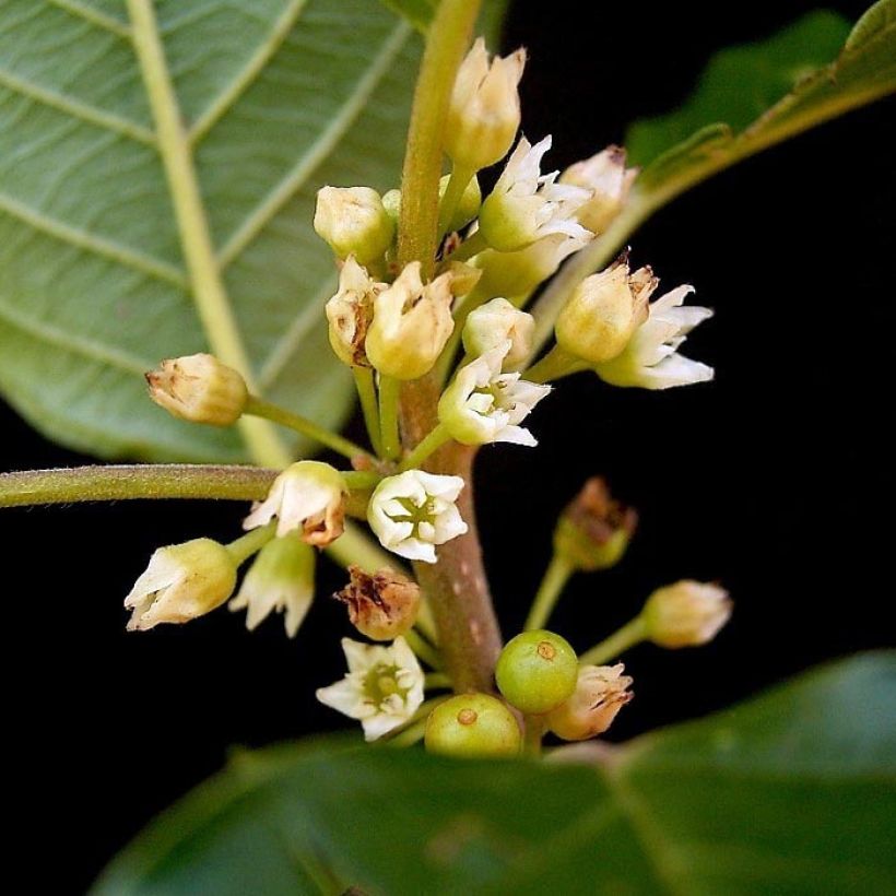 Rhamnus (Frangula) frangula (alnus)  (Flowering)