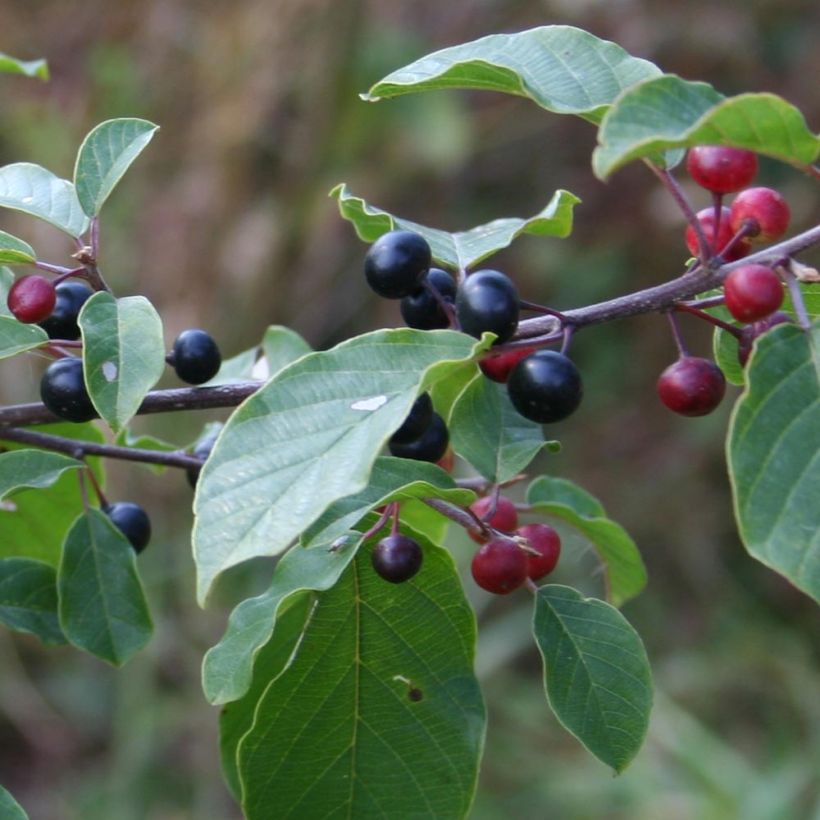 Rhamnus (Frangula) frangula (alnus)  (Harvest)