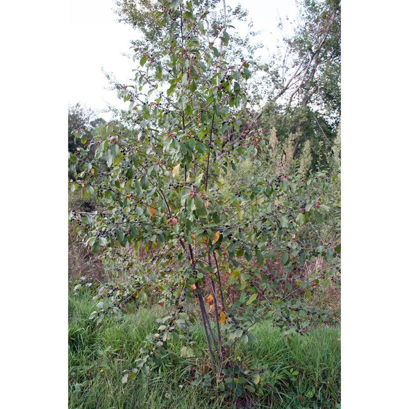 Rhamnus (Frangula) frangula (alnus)  (Plant habit)