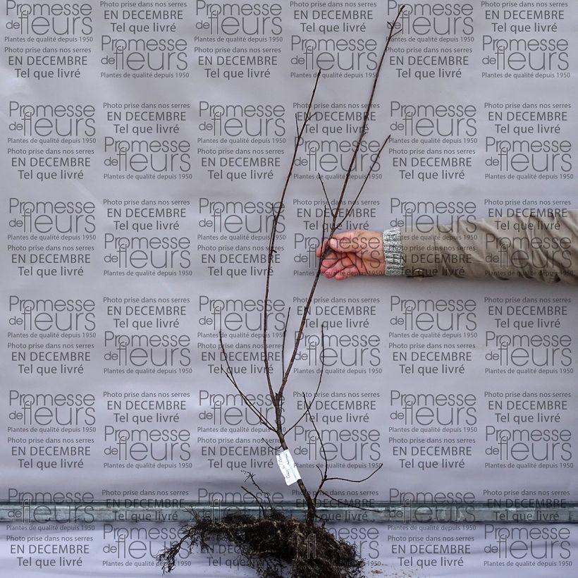 Example of Rhamnus (Frangula) frangula (alnus)  Bare root specimen as delivered