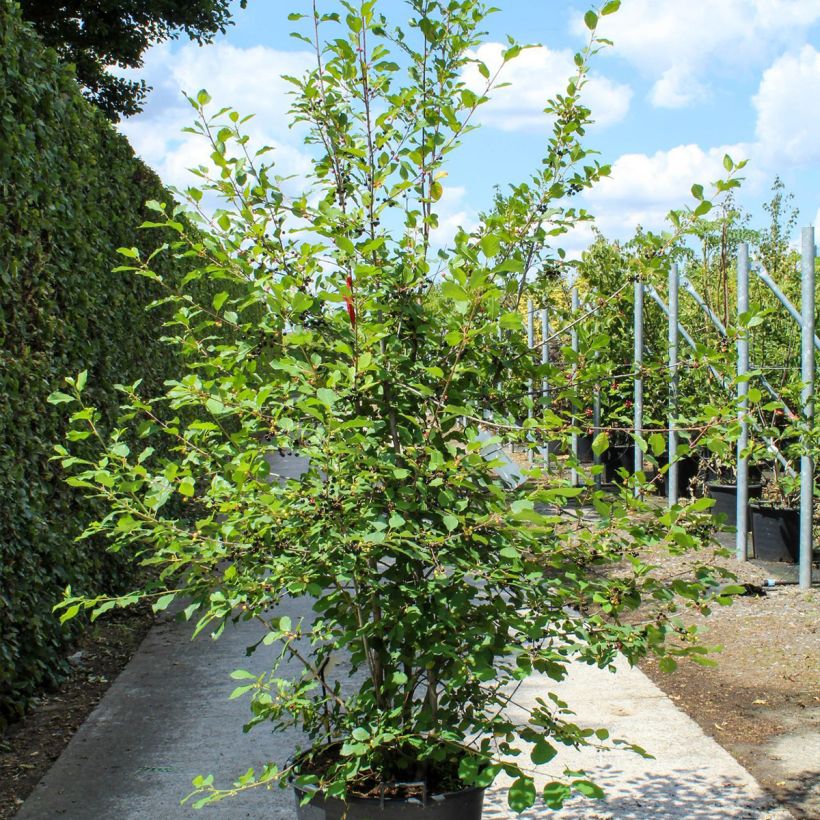 Rhamnus (Frangula) frangula (alnus)  sample as delivered in spring