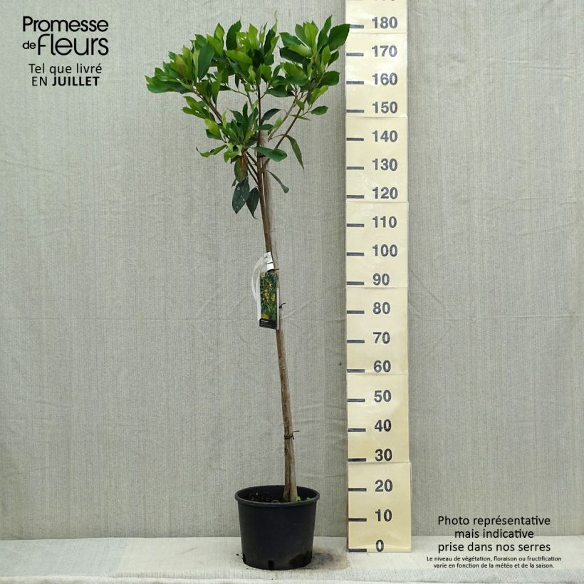 Rhaphiobotrya Coppertone - néflier hybride Pot de 10L tige sample as delivered in summer