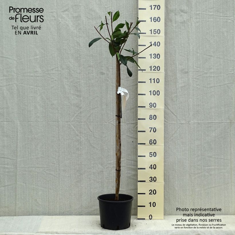 Rhaphiobotrya Coppertone - Hybrid loquat sample as delivered in spring