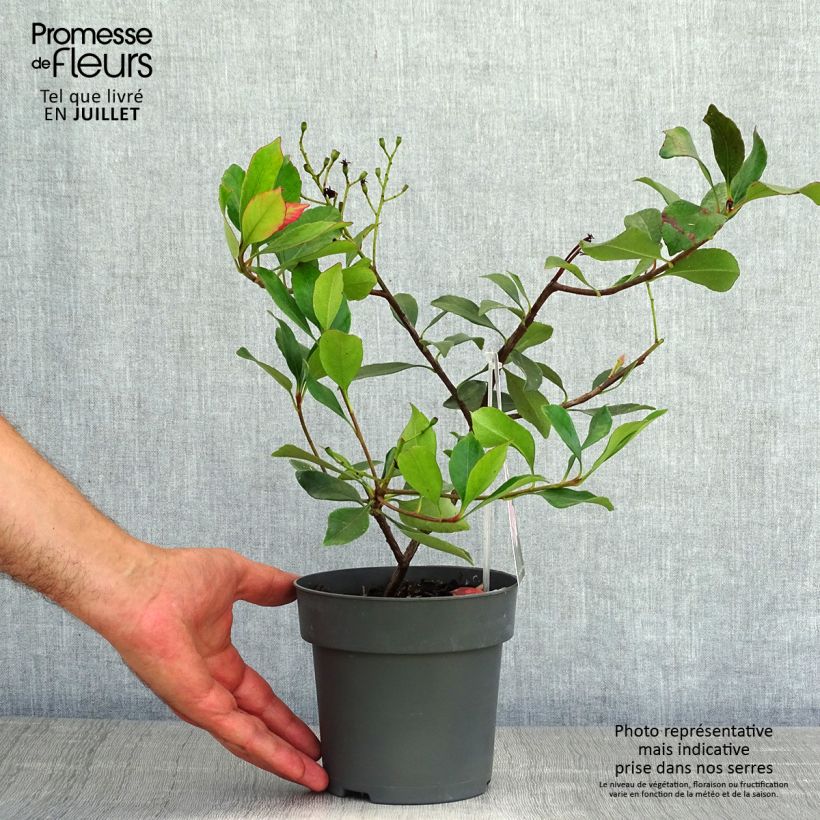 Rhaphiolepis indica Pink Cloud 1.5L/2L pot 30/40cm sample as delivered in summer