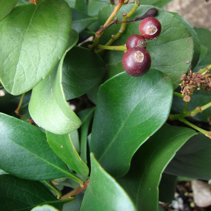 Rhaphiolepis delacourii Coates Crimson (Foliage)