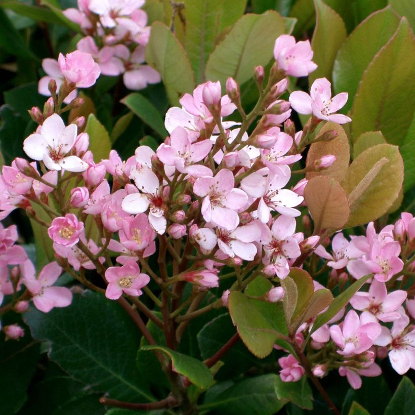 Rhaphiolepis delacourii Coates Crimson (Flowering)