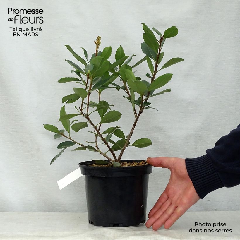 Rhaphiolepis delacourii Coates Crimson 2L/3L pot sample as delivered in spring