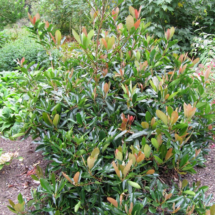 Rhaphiolepis umbellata (japonica)  (Plant habit)