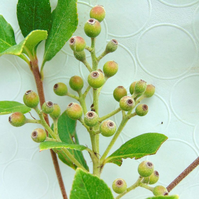 Rhaphiolepis umbellata f. ovata (Harvest)