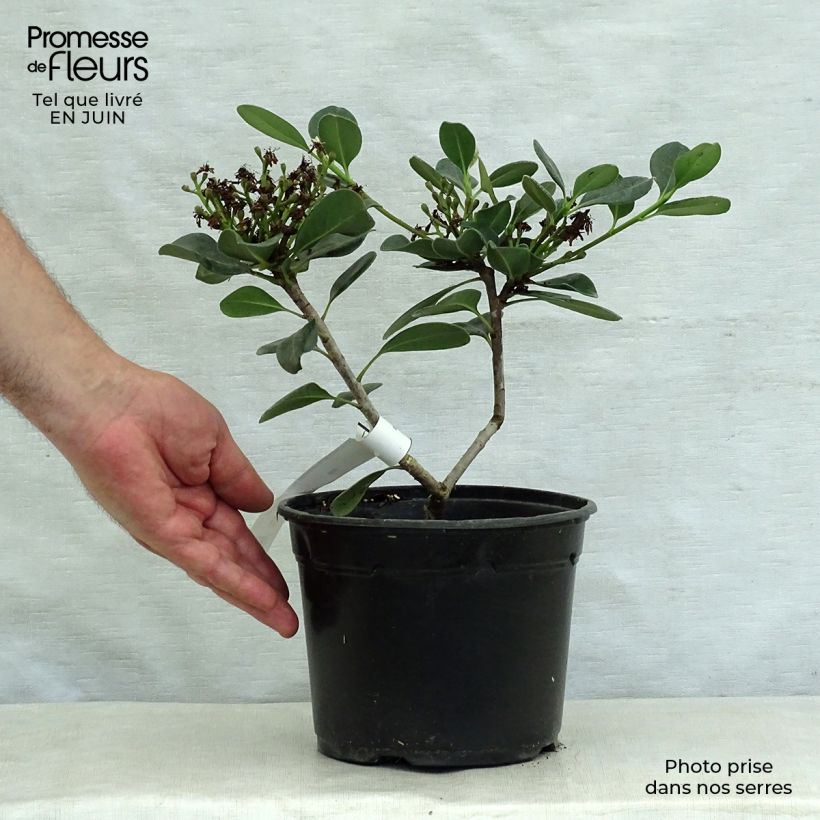 Rhaphiolepis umbellata f. ovata 2L/3L pot sample as delivered in summer