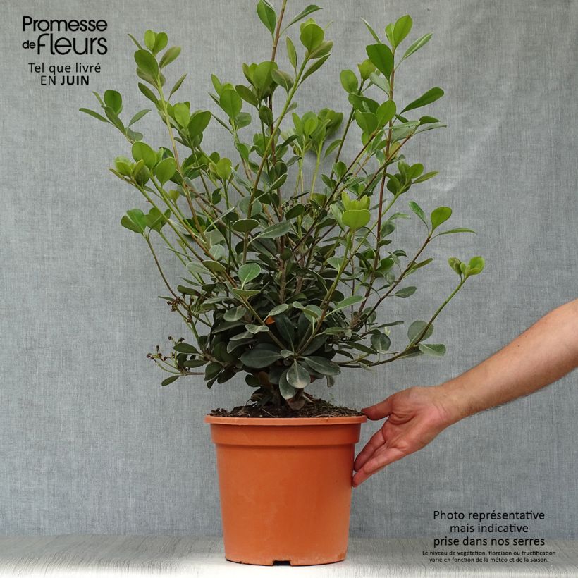 Rhaphiolepis umbellata f. ovata 7.5L/10L pot sample as delivered in summer