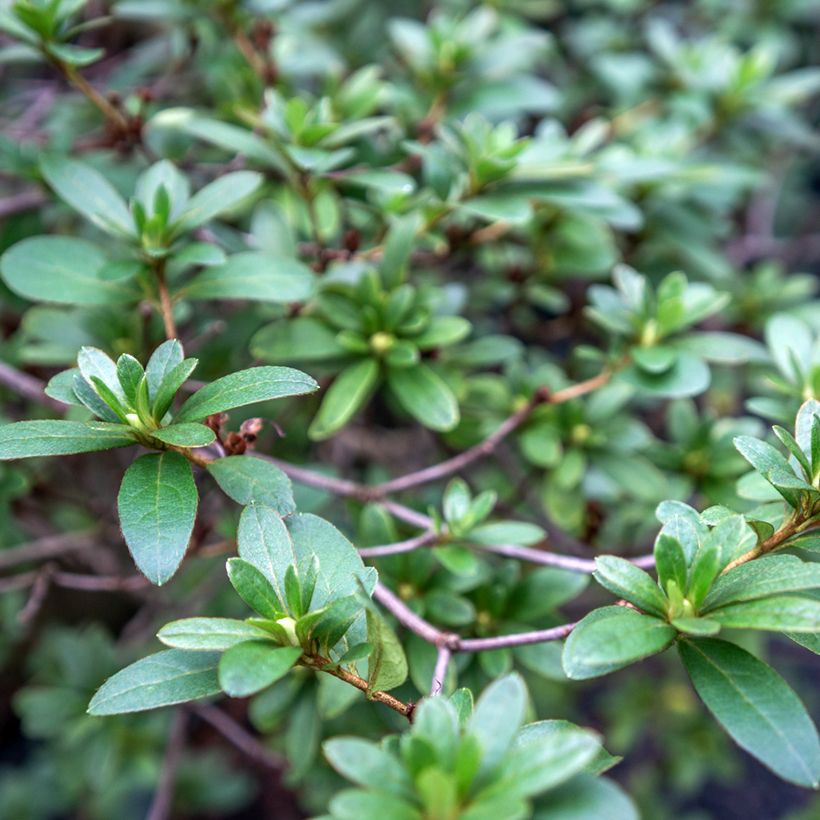 Rhaphiolepis umbellata (japonica)  (Foliage)