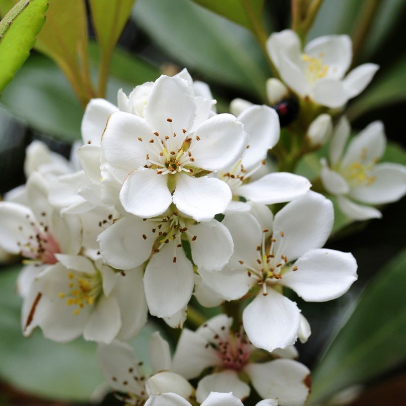 Rhaphiolepis umbellata (japonica)  (Flowering)