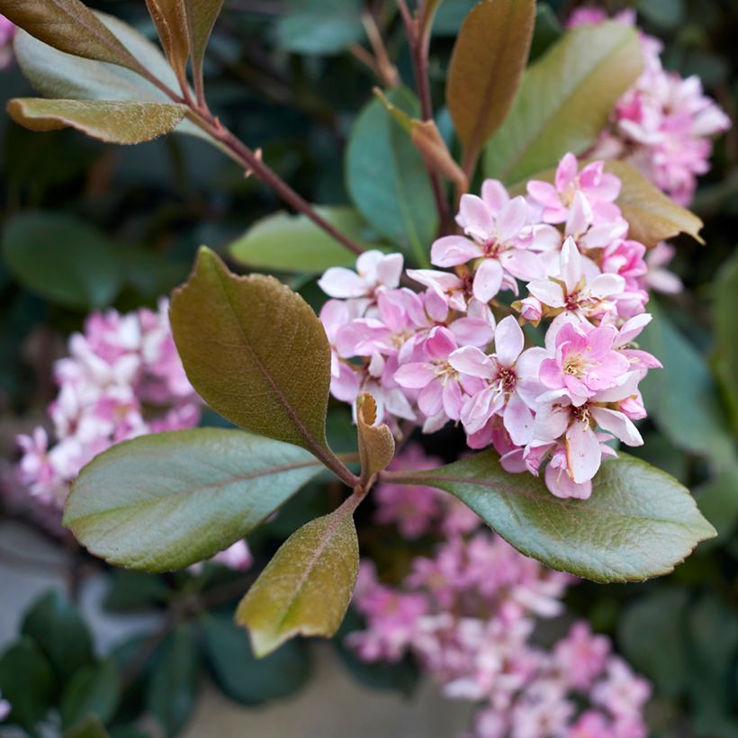 Rhaphiolepis indica Pink Cloud (Flowering)