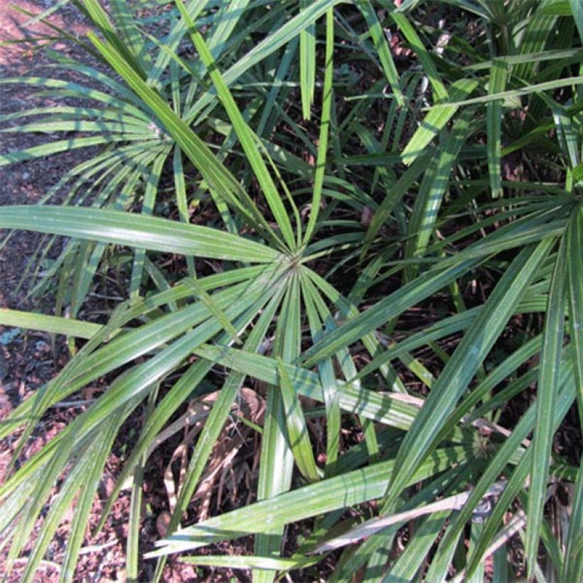 Rhapidophyllum hystrix - Needle Palm (Foliage)