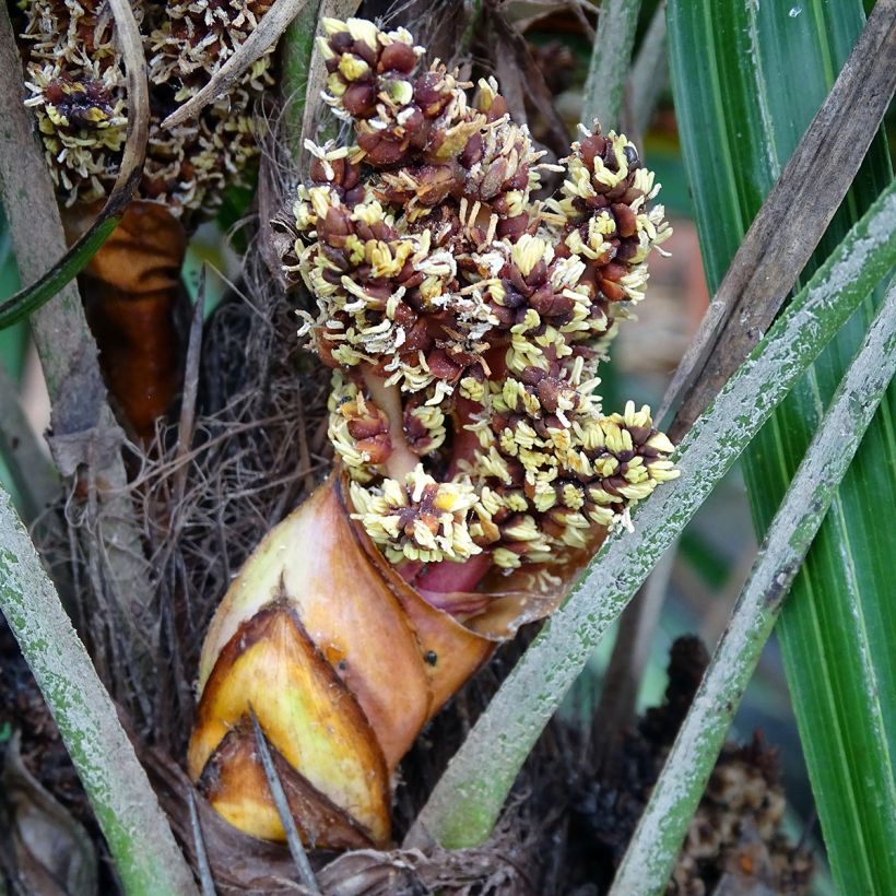 Rhapidophyllum hystrix - Needle Palm (Flowering)