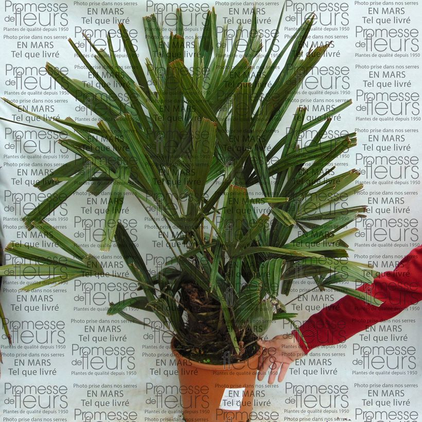 Example of Rhapidophyllum hystrix - Needle Palm 7.5L/10L pot specimen as delivered