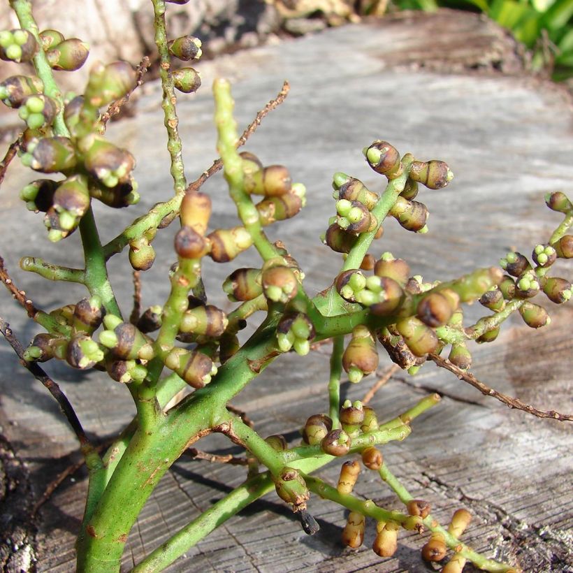 Rhapis excelsa - Broadleaf Lady Palm (Harvest)