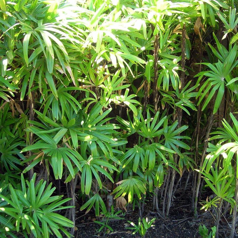 Rhapis excelsa - Broadleaf Lady Palm (Plant habit)