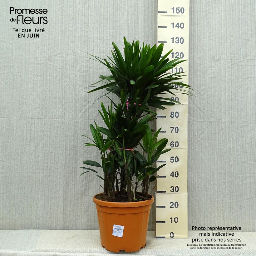 Rhapis excelsa - Broadleaf Lady Palm 7.5L/10L pot sample as delivered in summer