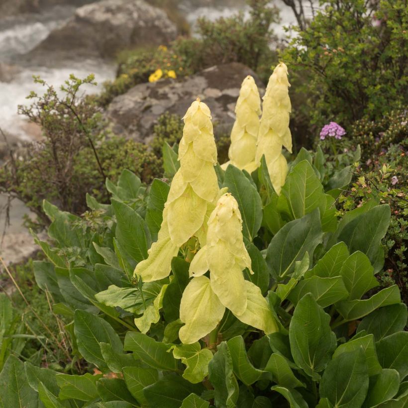 Rheum alexandrae - Alexander's Rhubarb (Flowering)