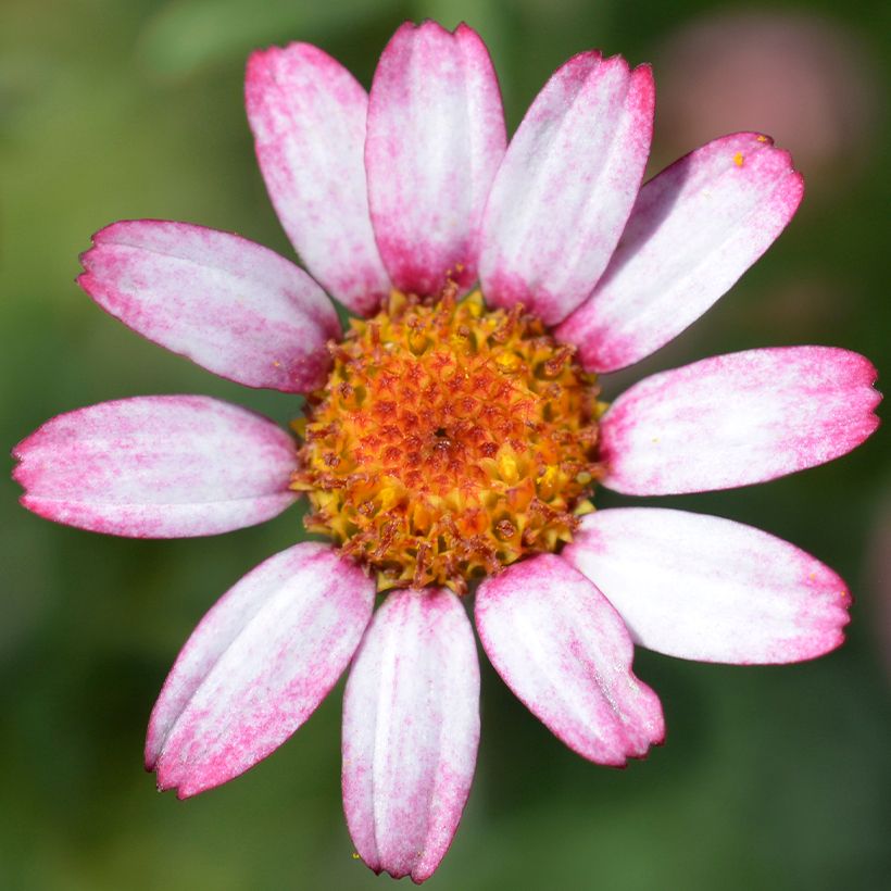 Rhodanthemum hosmariense Marrakesh - Moroccan Daisy (Flowering)