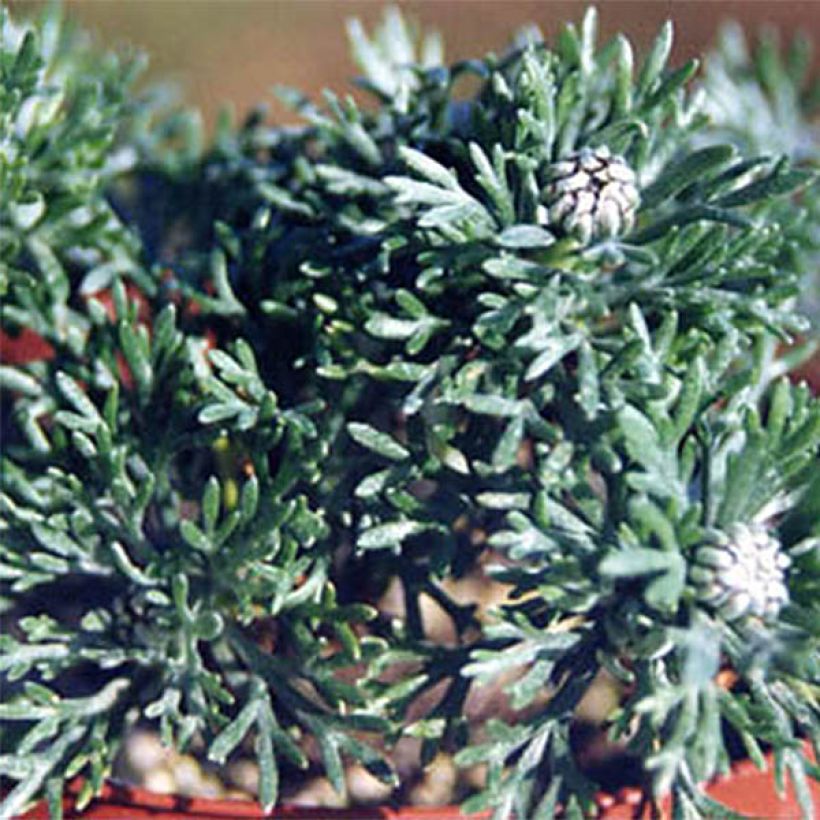 Rhodanthemum hosmariense African Rose - Moroccan Daisy (Foliage)