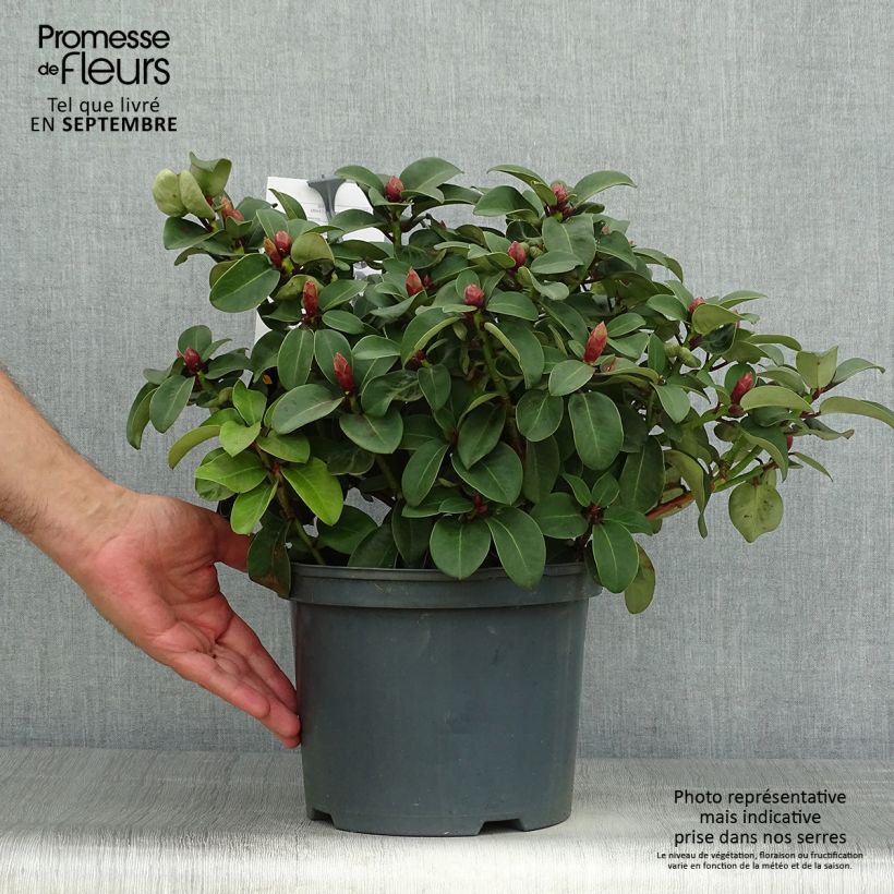 Rhododendron Gartendirektor Glocker 4L/5L pot sample as delivered in autumn
