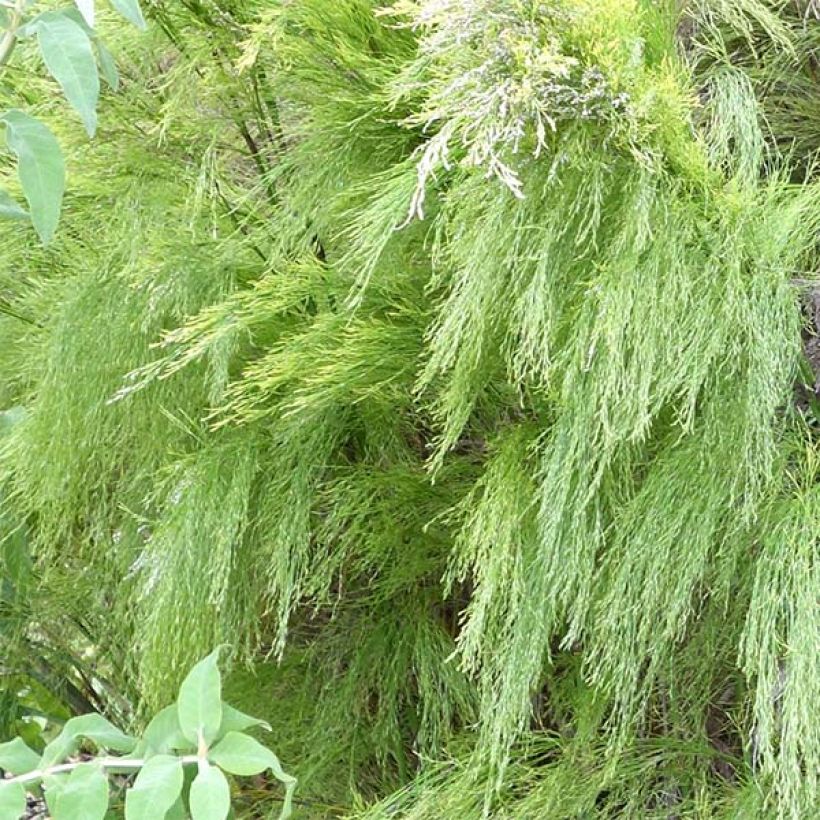 Rhodocoma capensis  (Foliage)