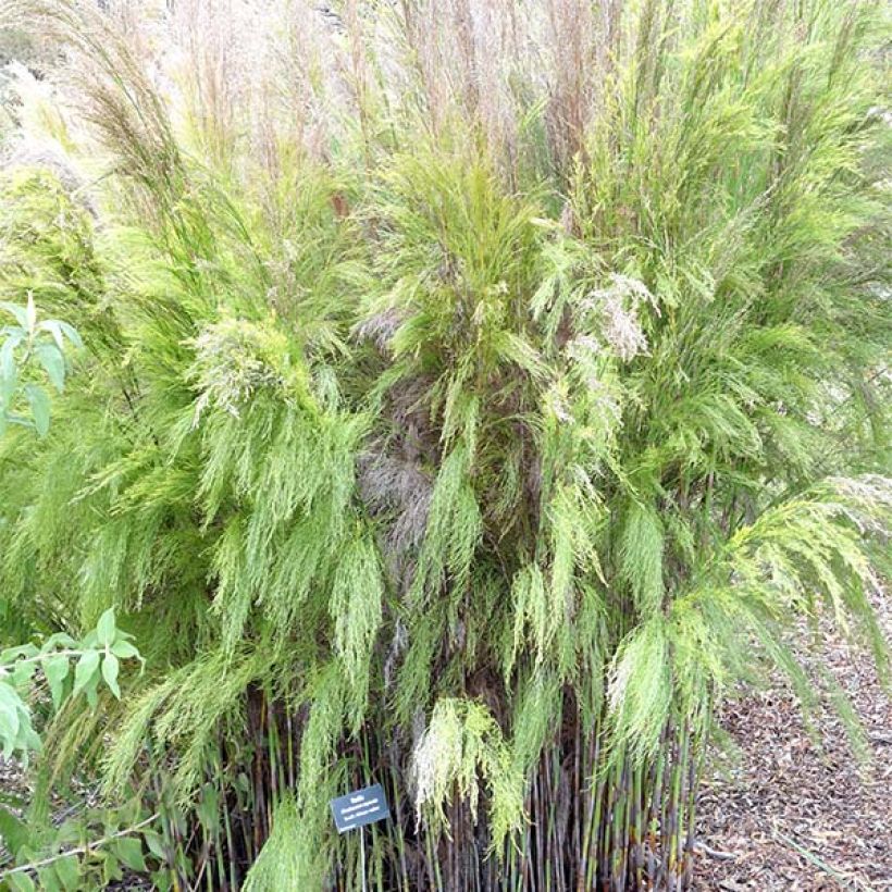 Rhodocoma capensis  (Plant habit)