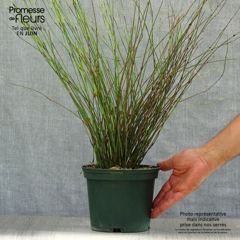 Rhodocoma capensis - Restio Pot de 2L/3L sample as delivered in summer