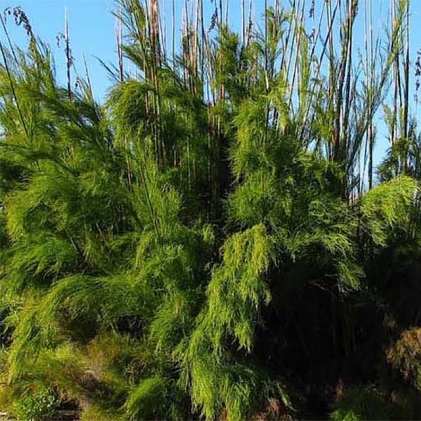 Rhodocoma gigantea - Restio (Foliage)