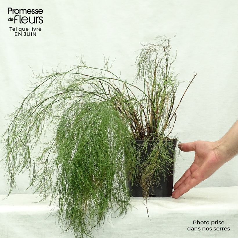 Rhodocoma gigantea - Restio 2L/3L pot sample as delivered in summer