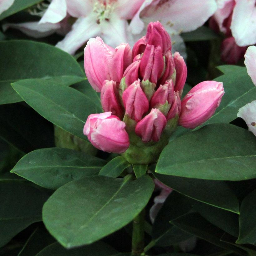 Rhododendron Albert Schweitzer (Foliage)