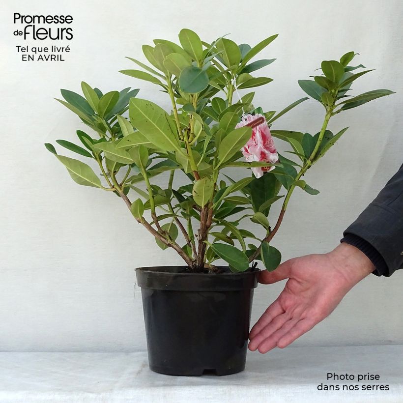 Rhododendron Albert Schweitzer - Grand Rhododendron Pot de 4L/5LHauteur livrée env. 40/50cm sample as delivered in spring