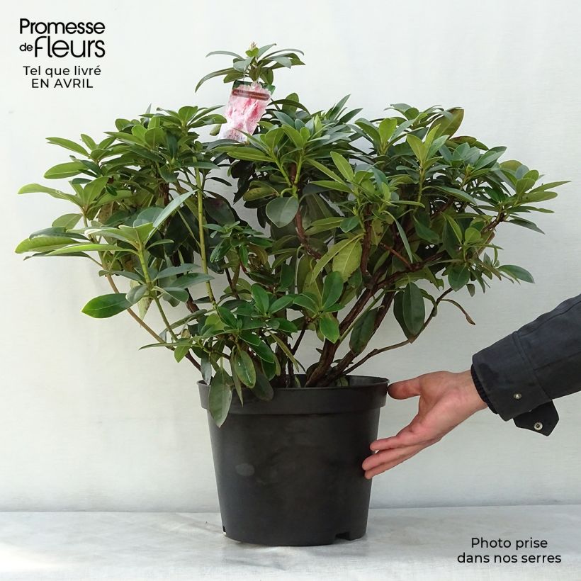 Rhododendron Albert Schweitzer - Grand Rhododendron Pot de 7,5L/10LHauteur livrée env. 60/80cm sample as delivered in spring