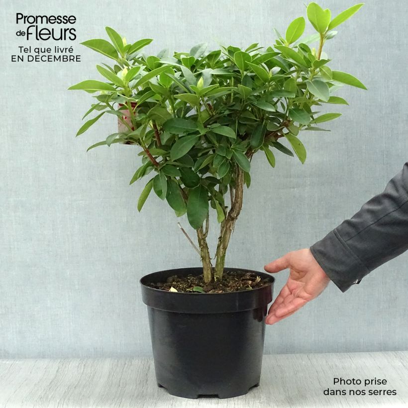 Rhododendron Albert Schweitzer 7.5L/10L pot sample as delivered in winter