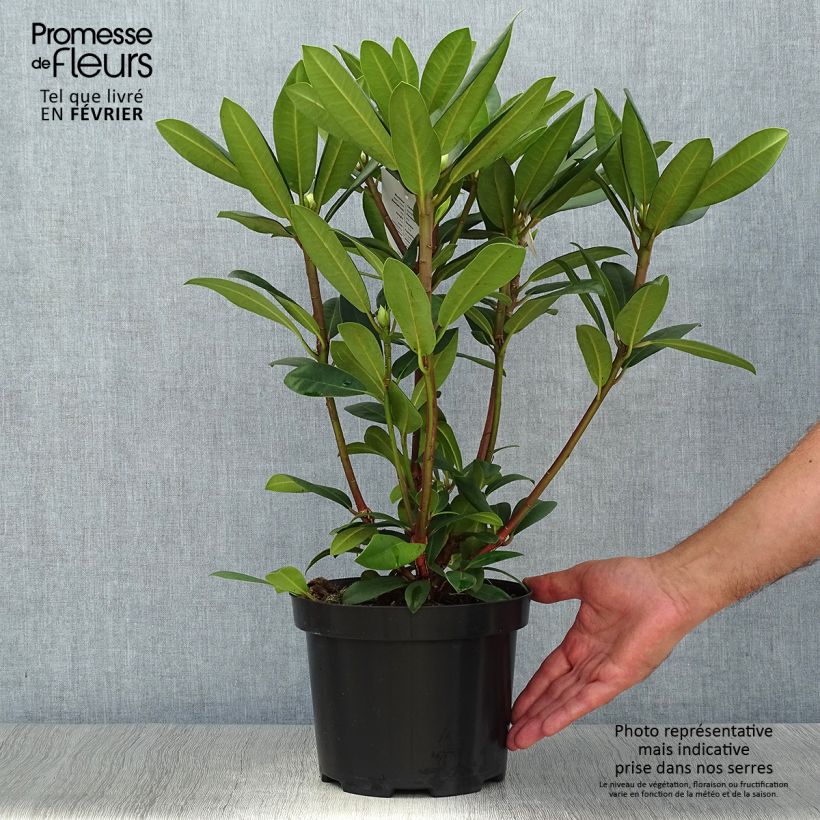Rhododendron Alfred 4L/5L pot sample as delivered in autumn