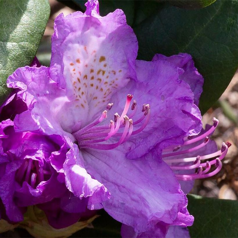 Rhododendron Alfred (Flowering)