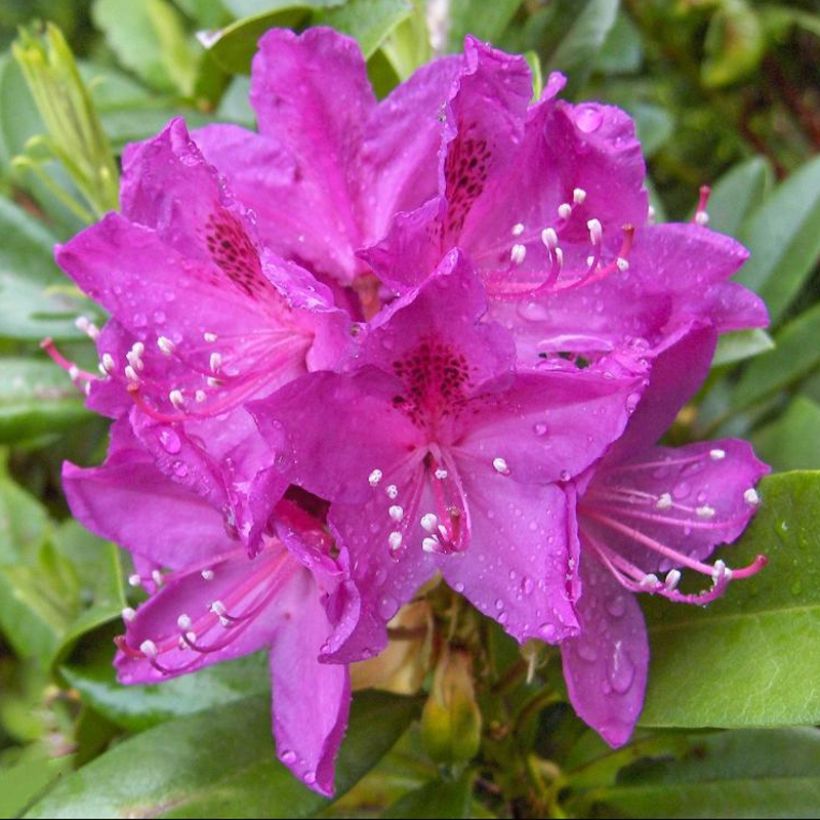 Rhododendron Anah Kruschke (Flowering)