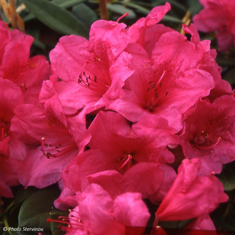 Rhododendron Anna Rose Whitney (Flowering)
