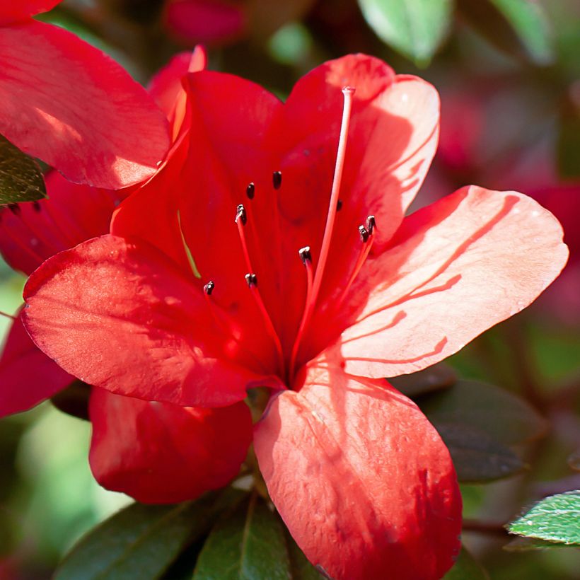 Azalea japonica Ardeur (Flowering)