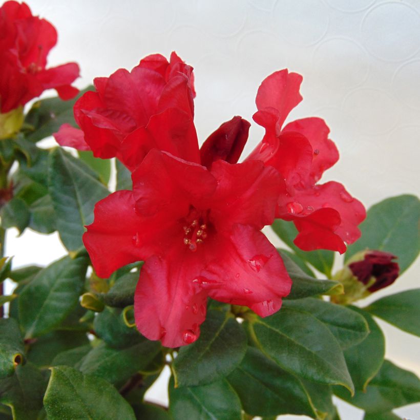 Rhododendron Baden-Baden (Flowering)