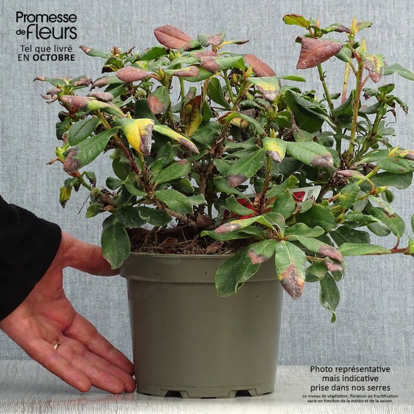 Rhododendron Baden-Baden 2L/3L pot sample as delivered in autumn