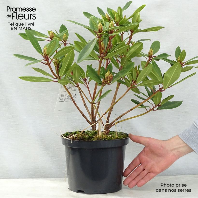 Rhododendron x yakushimanum Bernstein sample as delivered in spring