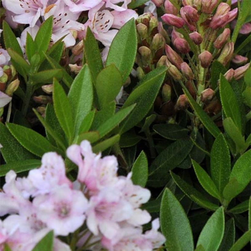 Rhododendron INKARHO Bloombux (Foliage)