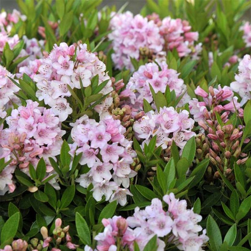 Rhododendron INKARHO Bloombux (Flowering)