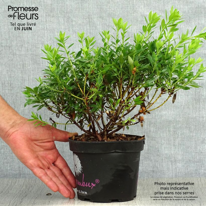 Rhododendron INKARHO Bloombux 2L/3L pot sample as delivered in summer